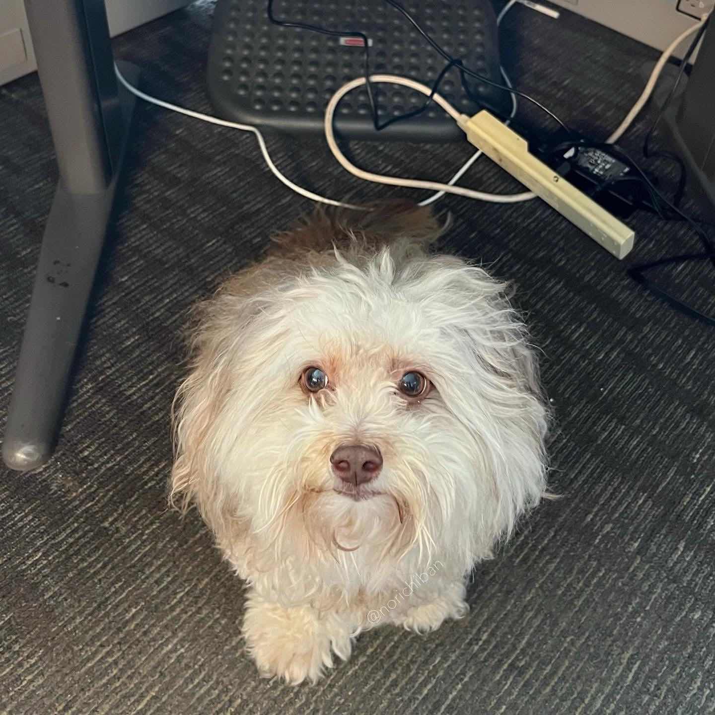 LOOK Pet dog trends for his noticeably ‘humanlike’ features